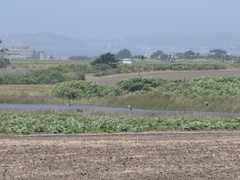 Patagioenas fasciata