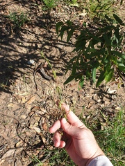 Cymbopogon refractus