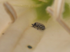 Trichobaris compacta