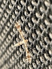 Trichoptilus ceramodes