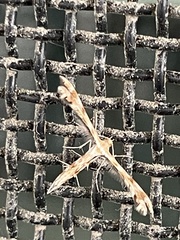 Trichoptilus ceramodes