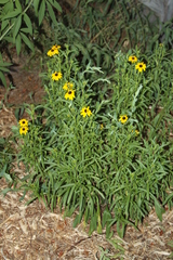 Rudbeckia missouriensis
