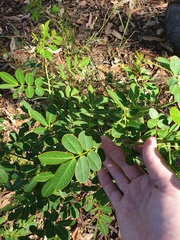 Senna pendula glabrata