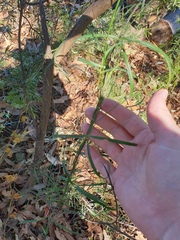 Vigna vexillata angustifolia