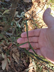 Vigna vexillata angustifolia