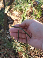 Vigna vexillata angustifolia