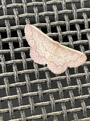 Idaea nephelota