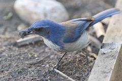 Aphelocoma californica