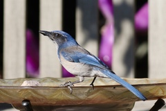 Aphelocoma californica