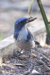 Aphelocoma californica