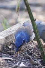 Aphelocoma californica