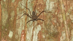 Paraphrynus laevifrons