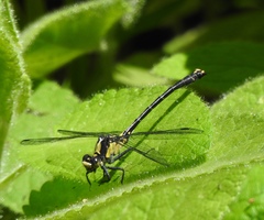 Octogomphus specularis