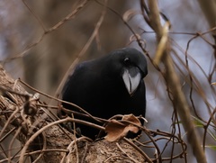 Corvus macrorhynchos japonensis