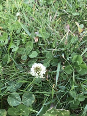 Trifolium repens