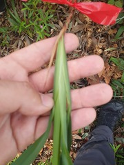 Dianella caerulea producta