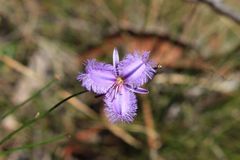 Thysanotus racemoides