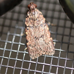 Mimaglossa nauplialis