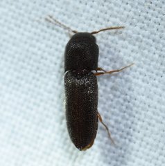 Arrhipis lanieri