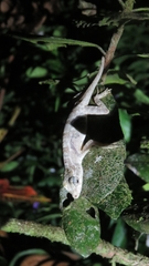 Anolis lemurinus