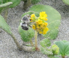 Habropoda miserabilis