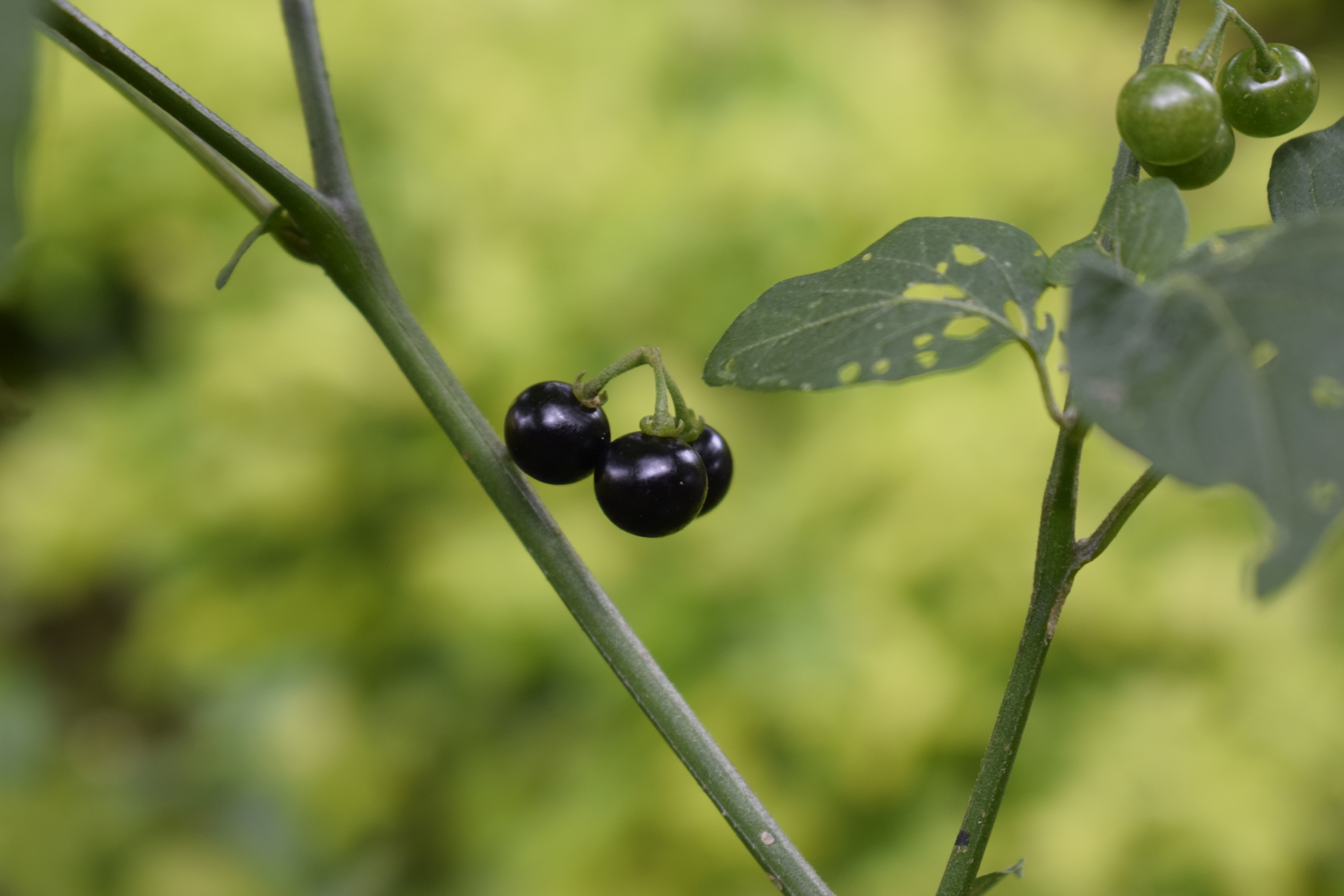Solanum americanum image