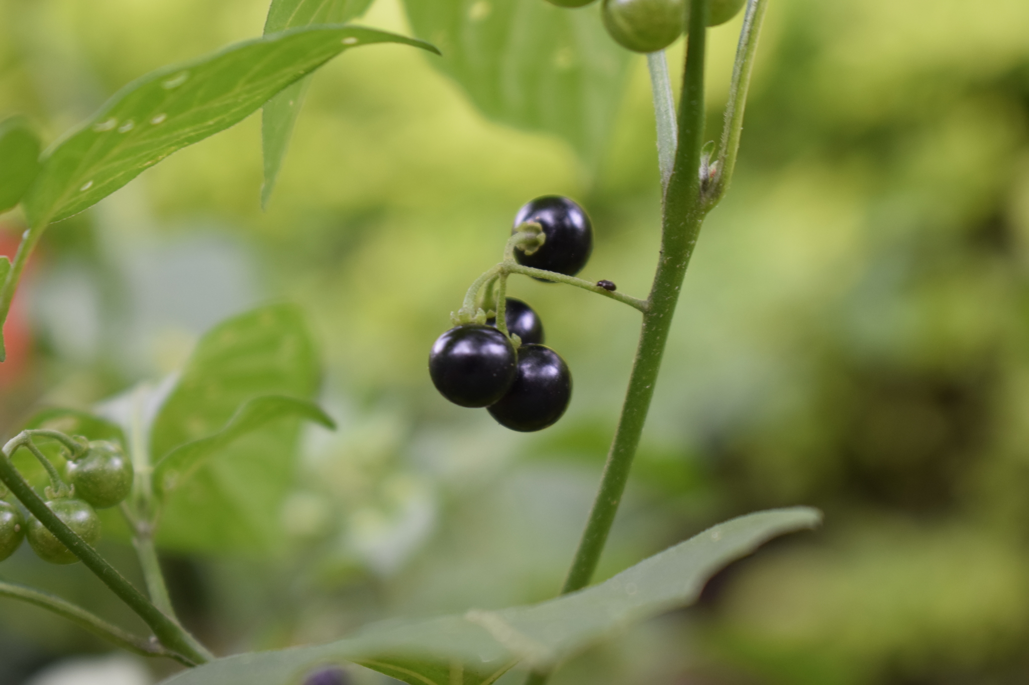Solanum americanum image
