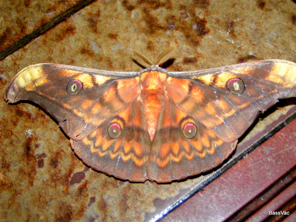 Antheraea celebensis from Kinabalu National Park, Ranau, Sabah ...