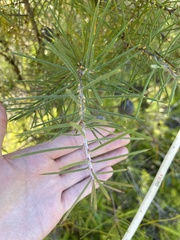 Hakea gibbosa