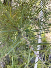 Hakea gibbosa
