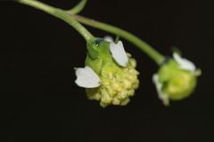 Polymnia laevigata