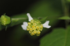 Polymnia laevigata