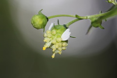Polymnia laevigata