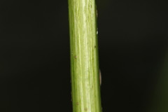 Polymnia laevigata