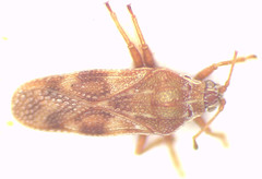 Eritingis aporema