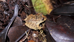 Strabomantis
