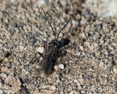 Ichneumonidae