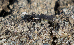 Ichneumonidae