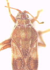 Eritingis aporema
