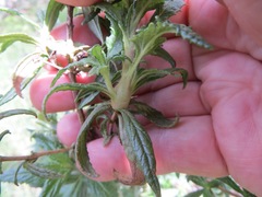 Neolasioptera mimuli