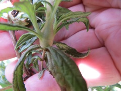 Neolasioptera mimuli