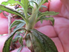 Neolasioptera mimuli