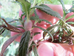 Neolasioptera mimuli