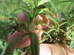 Neolasioptera mimuli