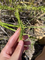 Banksia ericifolia