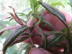 Neolasioptera mimuli