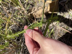 Banksia ericifolia