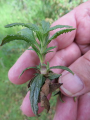 Neolasioptera mimuli