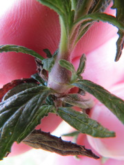 Neolasioptera mimuli