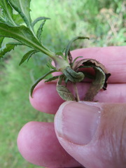 Neolasioptera mimuli